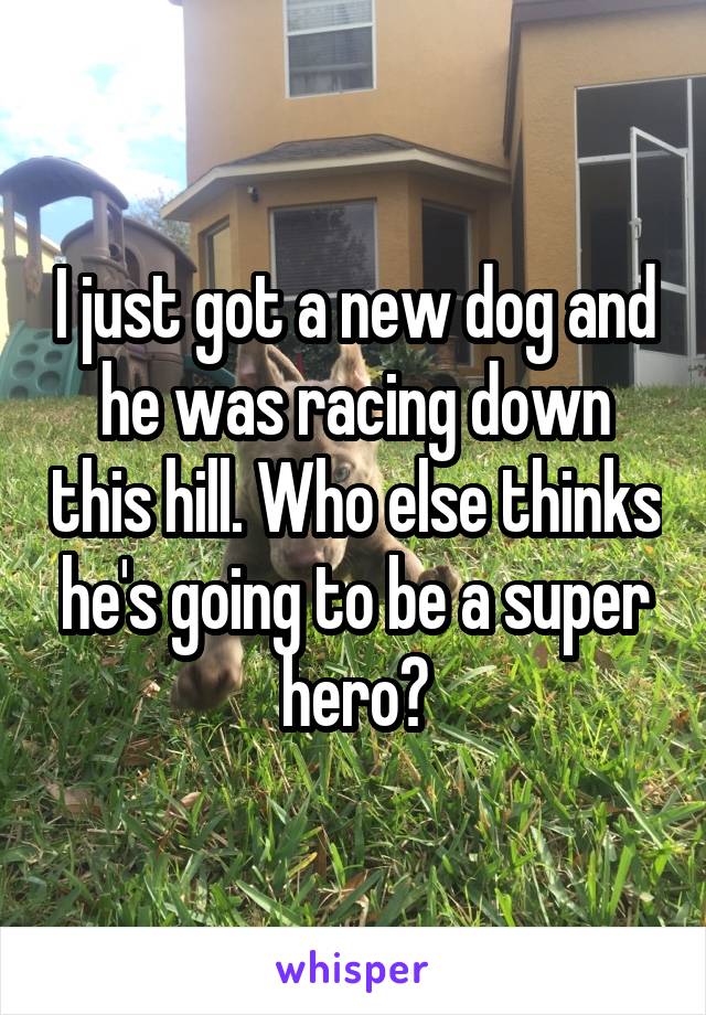 I just got a new dog and he was racing down this hill. Who else thinks he's going to be a super hero?