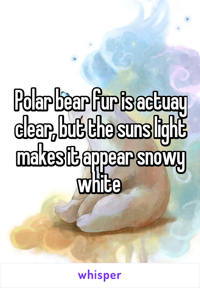 Polar bear fur is actuay clear, but the suns light makes it appear snowy white 