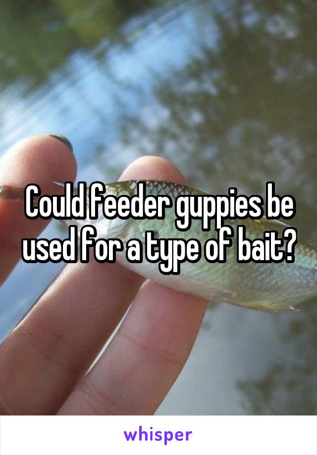 Could feeder guppies be used for a type of bait?