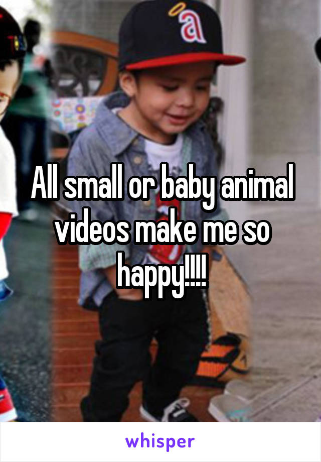 All small or baby animal videos make me so happy!!!!