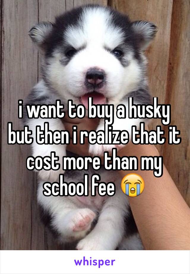 i want to buy a husky but then i realize that it cost more than my school fee 😭