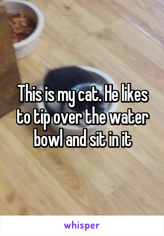 This is my cat. He likes to tip over the water bowl and sit in it