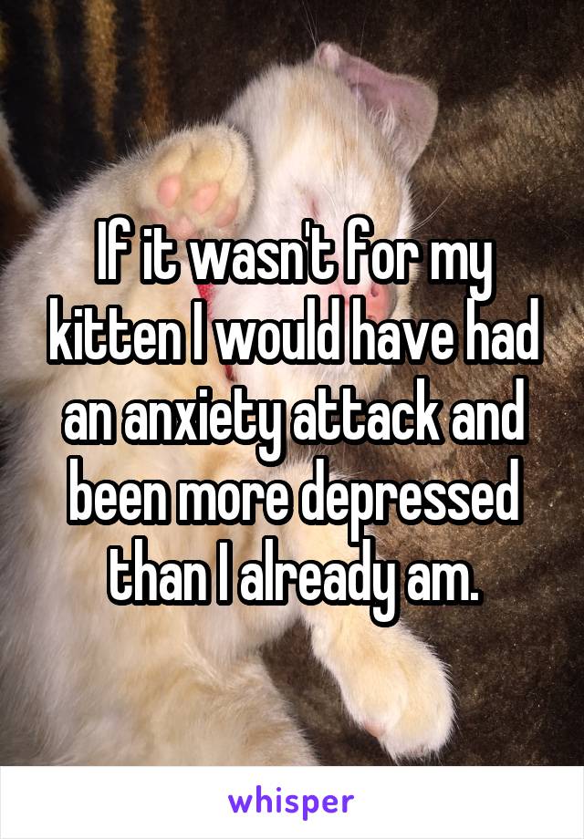 If it wasn't for my kitten I would have had an anxiety attack and been more depressed than I already am.