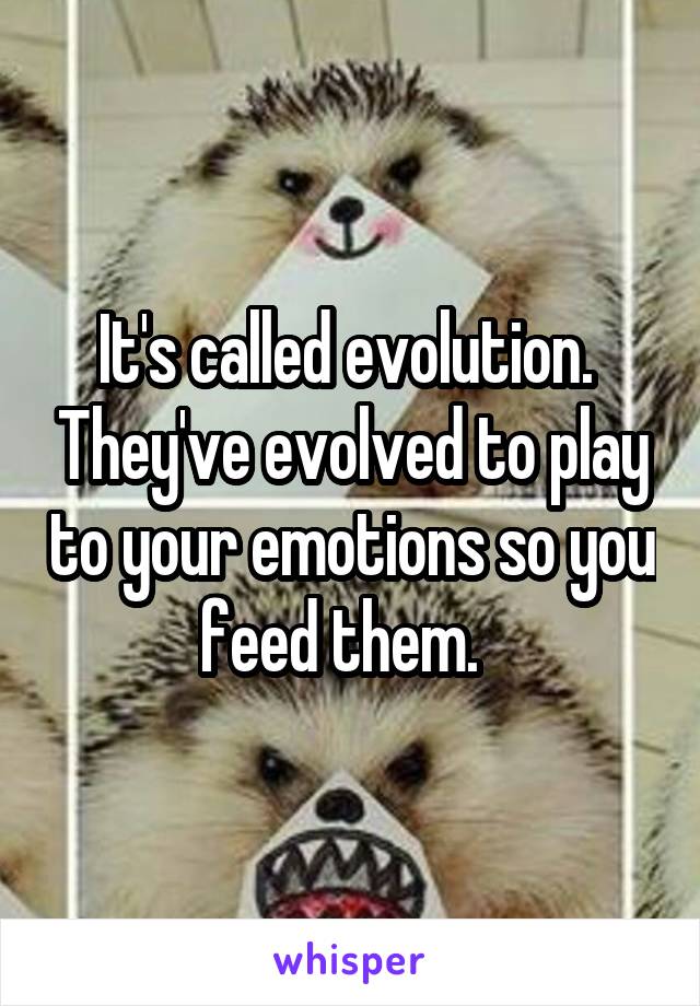 It's called evolution.  They've evolved to play to your emotions so you feed them.  