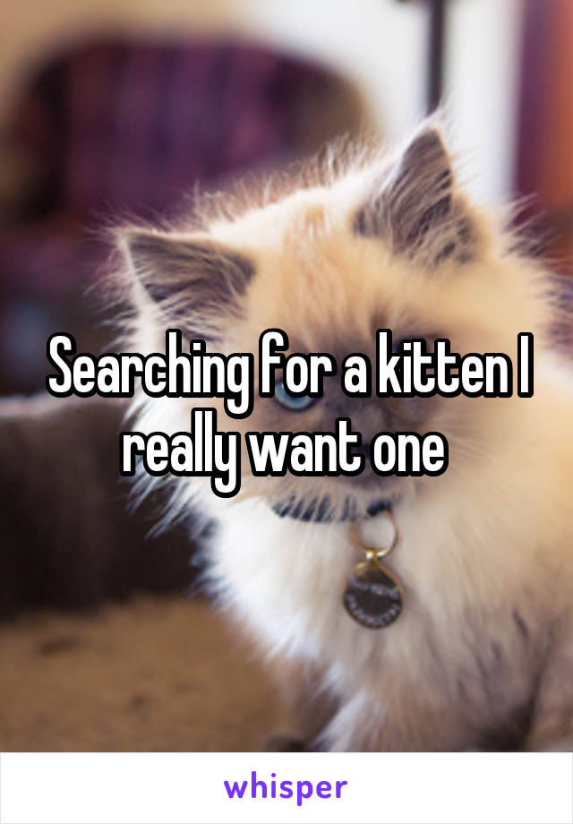 Searching for a kitten I really want one 