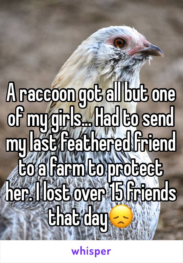 A raccoon got all but one of my girls... Had to send my last feathered friend to a farm to protect her. I lost over 15 friends that day😞