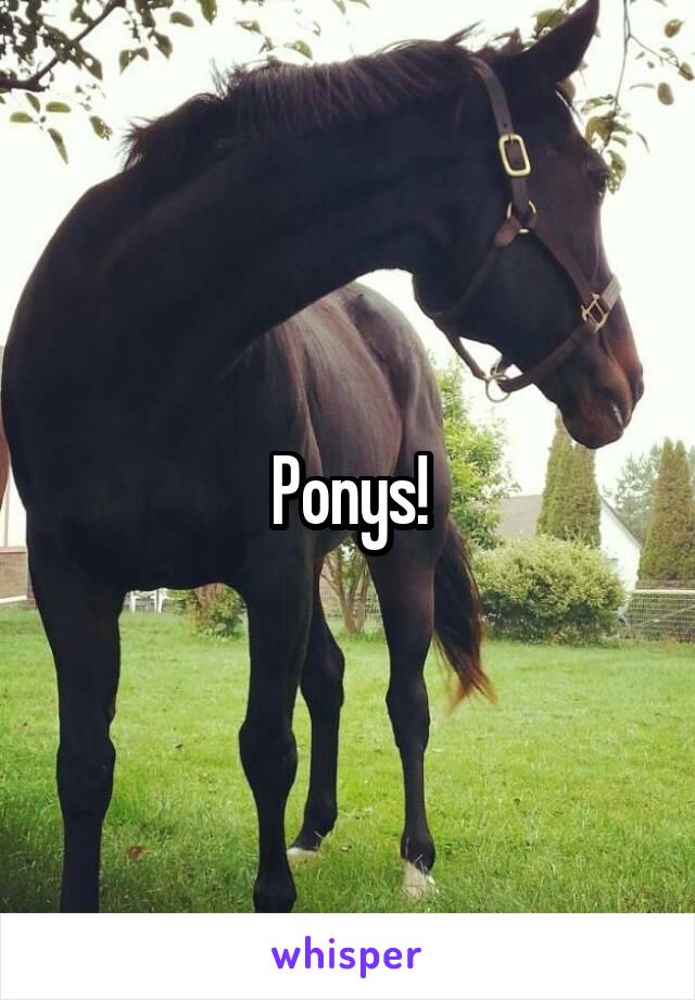 Ponys!