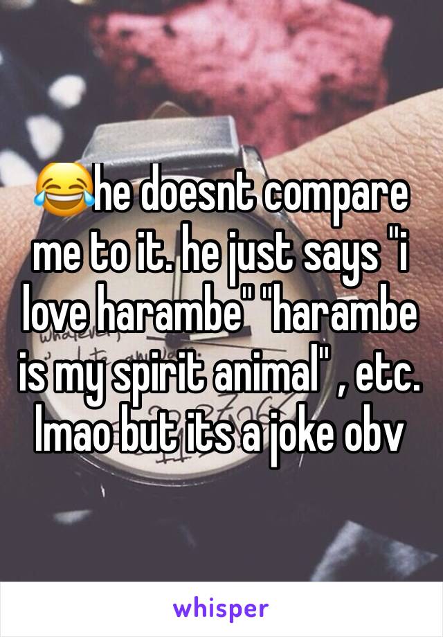 😂he doesnt compare me to it. he just says "i love harambe" "harambe is my spirit animal" , etc. lmao but its a joke obv