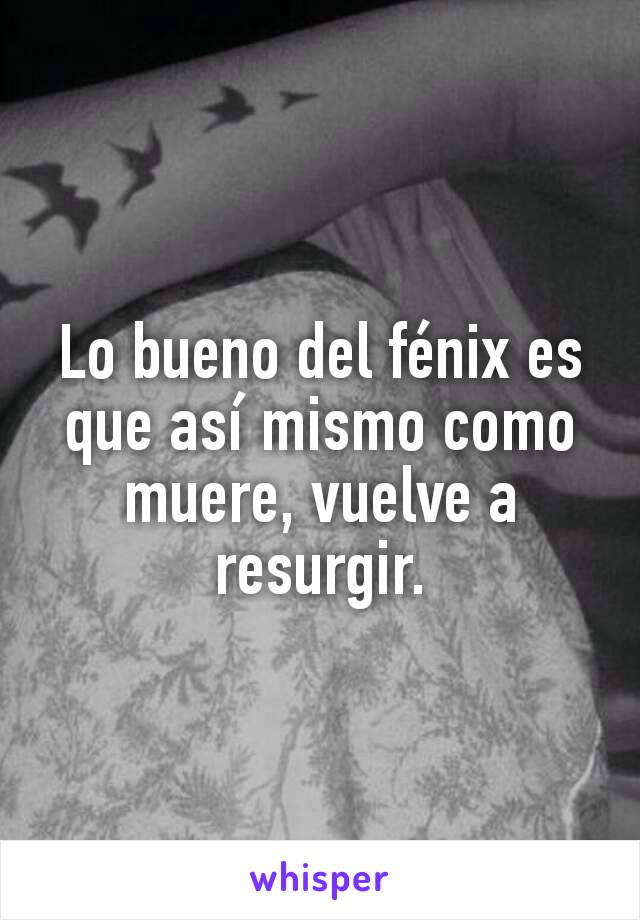 Lo bueno del fénix es que así mismo como muere, vuelve a resurgir.