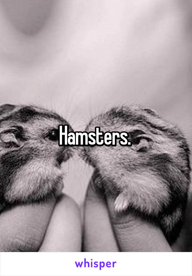 Hamsters. 