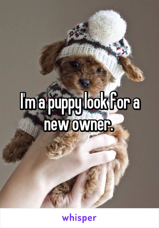 I'm a puppy look for a new owner. 