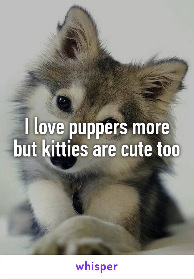 I love puppers more but kitties are cute too
