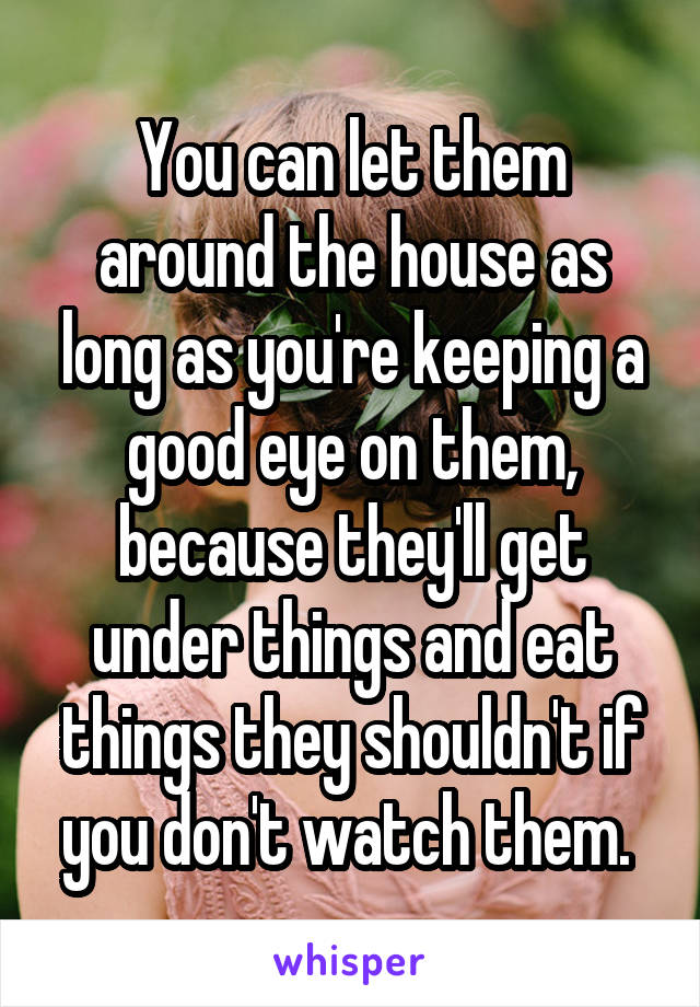 You can let them around the house as long as you're keeping a good eye on them, because they'll get under things and eat things they shouldn't if you don't watch them. 