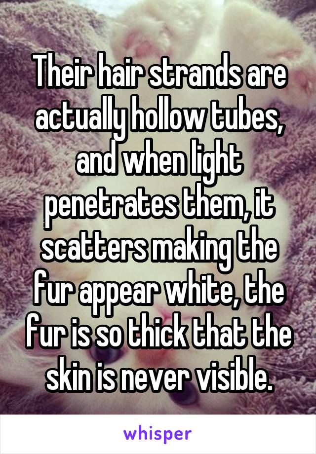 Their hair strands are actually hollow tubes, and when light penetrates them, it scatters making the fur appear white, the fur is so thick that the skin is never visible.