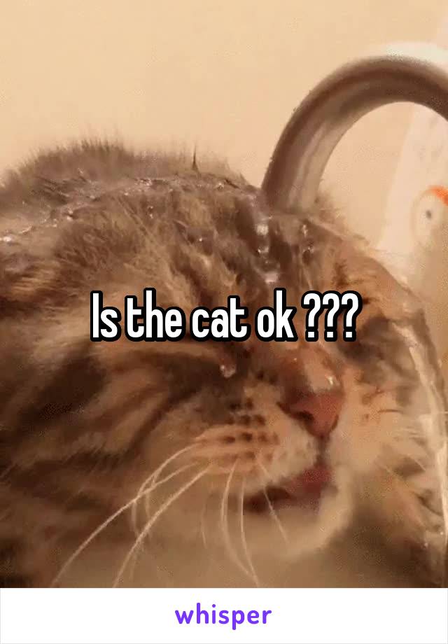 Is the cat ok ???