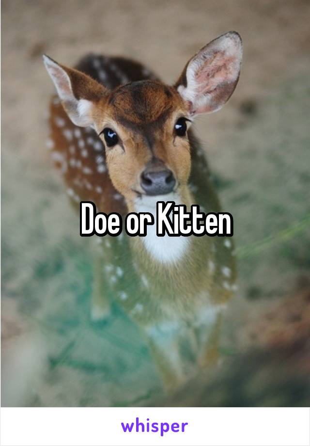 Doe or Kitten