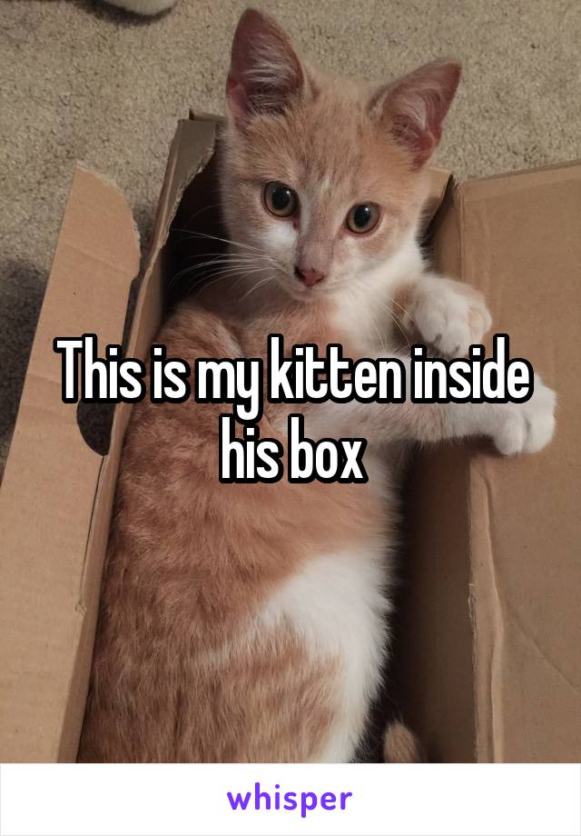 This is my kitten inside his box