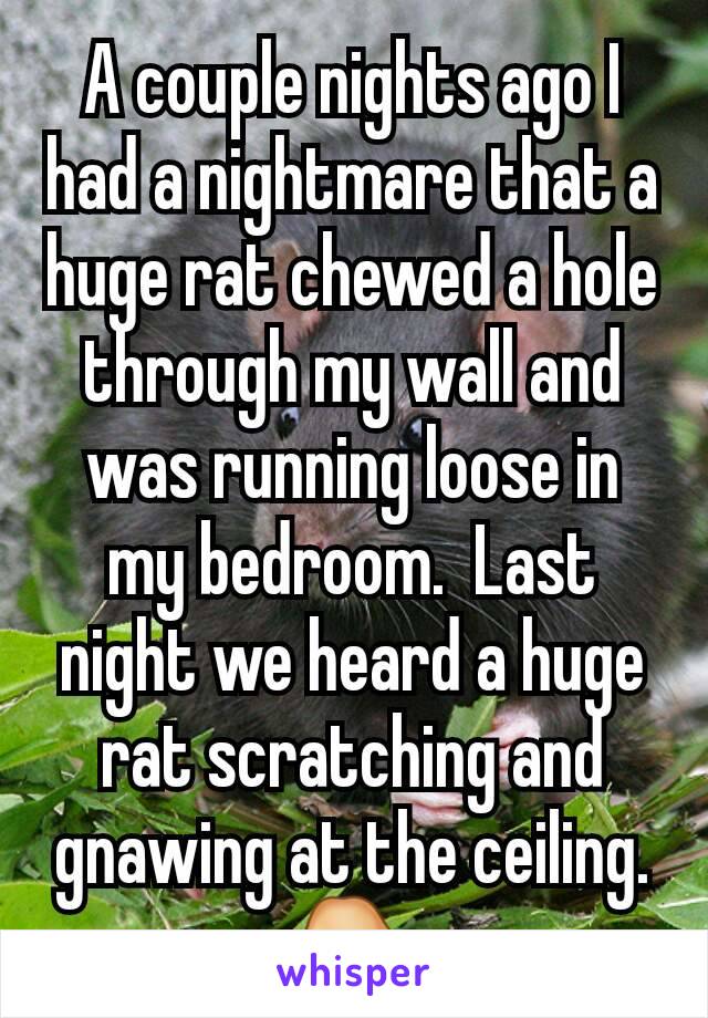 A couple nights ago I had a nightmare that a huge rat chewed a hole through my wall and was running loose in my bedroom.  Last night we heard a huge rat scratching and gnawing at the ceiling. 👇