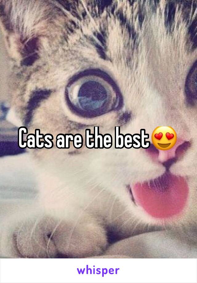Cats are the best😍