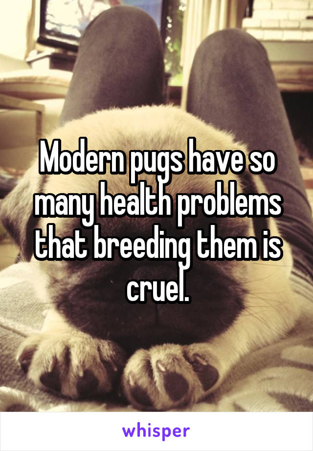 Modern pugs have so many health problems that breeding them is cruel.