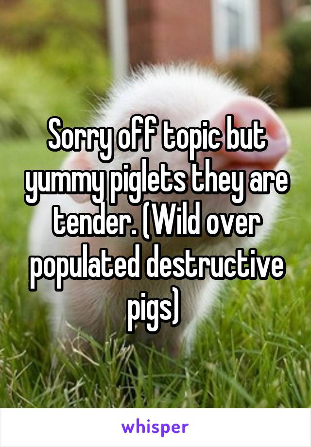 Sorry off topic but yummy piglets they are tender. (Wild over populated destructive pigs) 