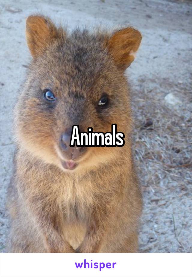 Animals