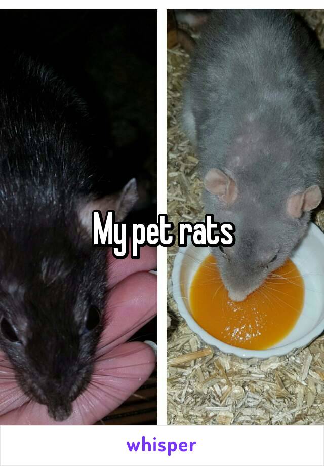 My pet rats