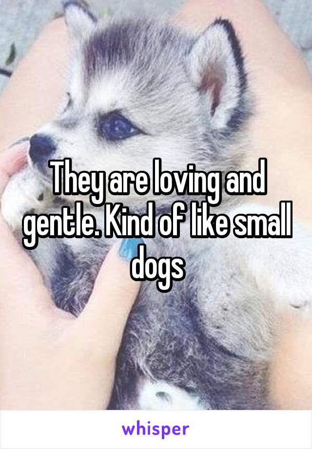 They are loving and gentle. Kind of like small dogs