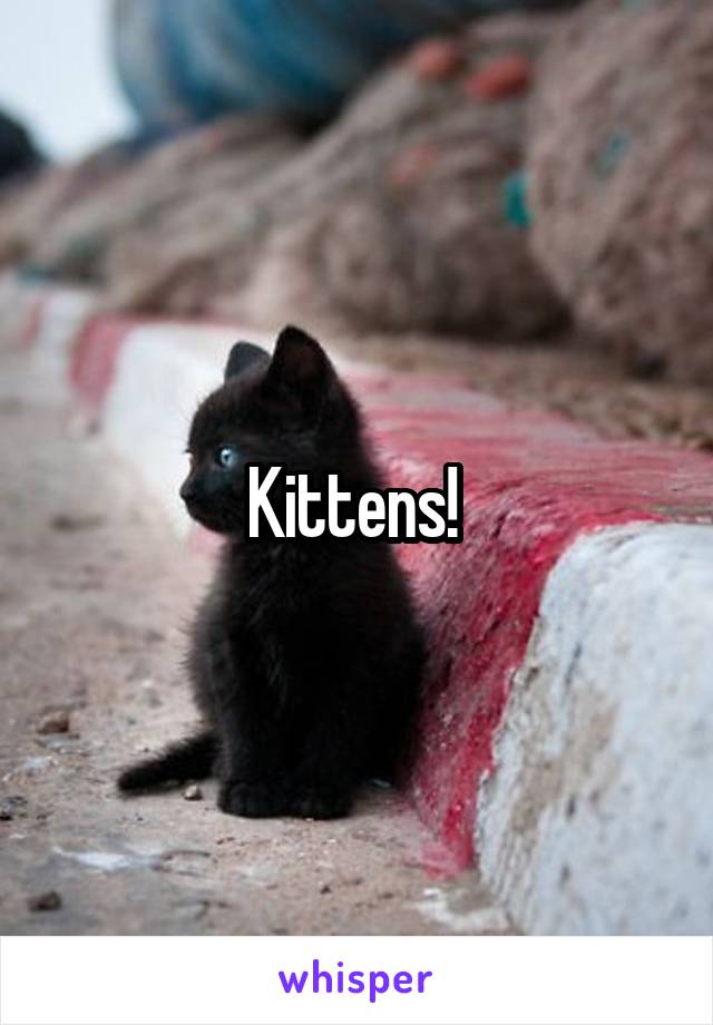 Kittens! 