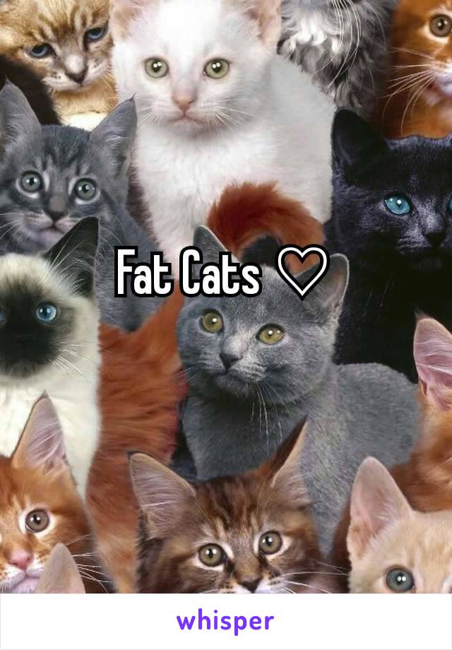 Fat Cats ♡