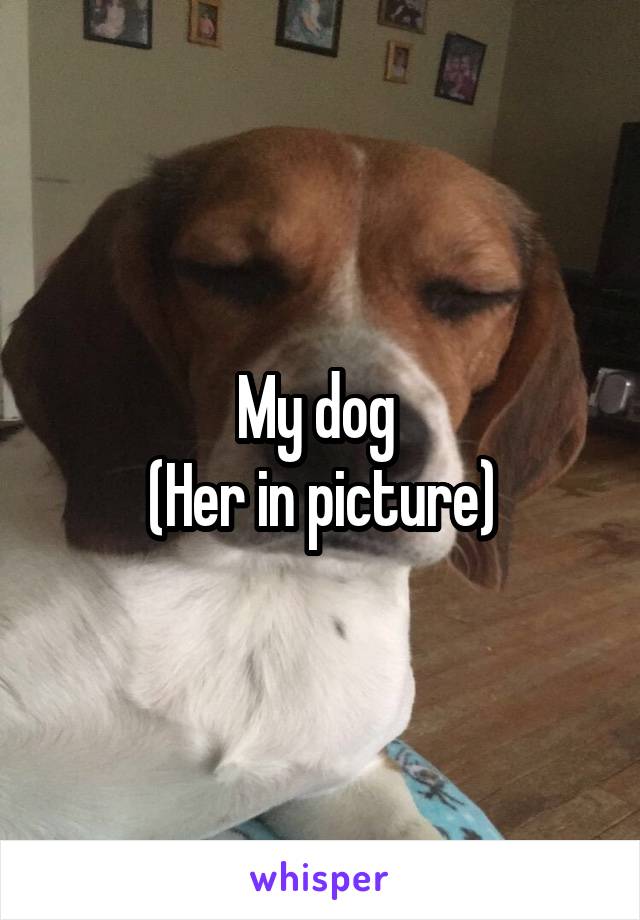 My dog 
(Her in picture)