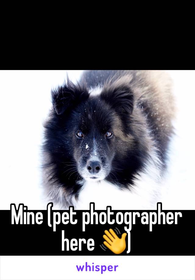 






Mine (pet photographer here 👋)