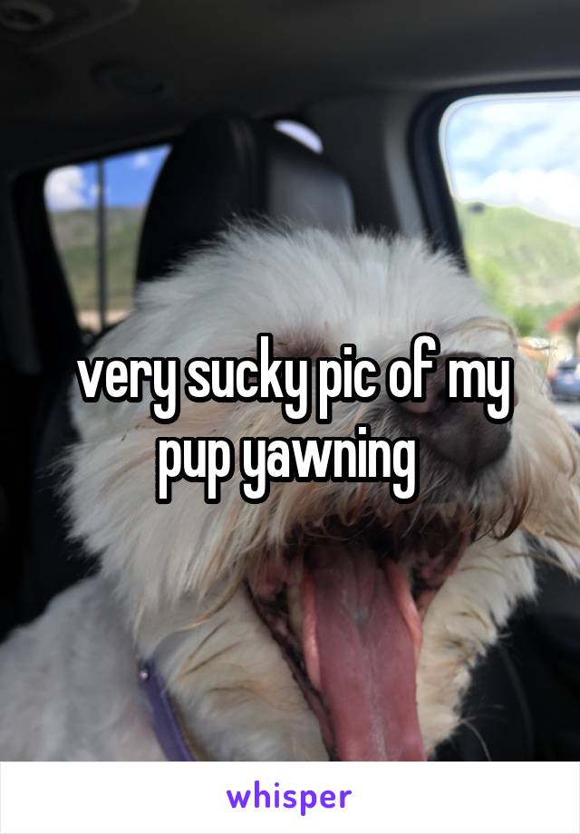 very sucky pic of my pup yawning 