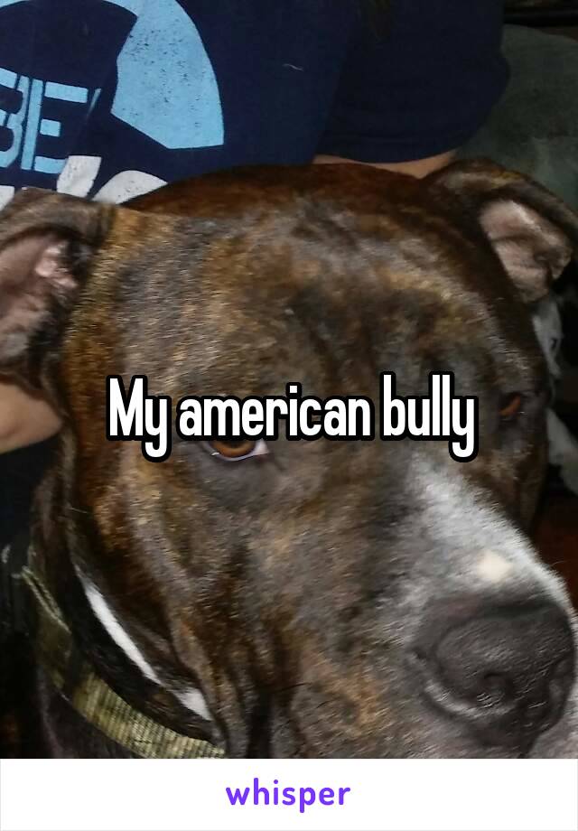 My american bully