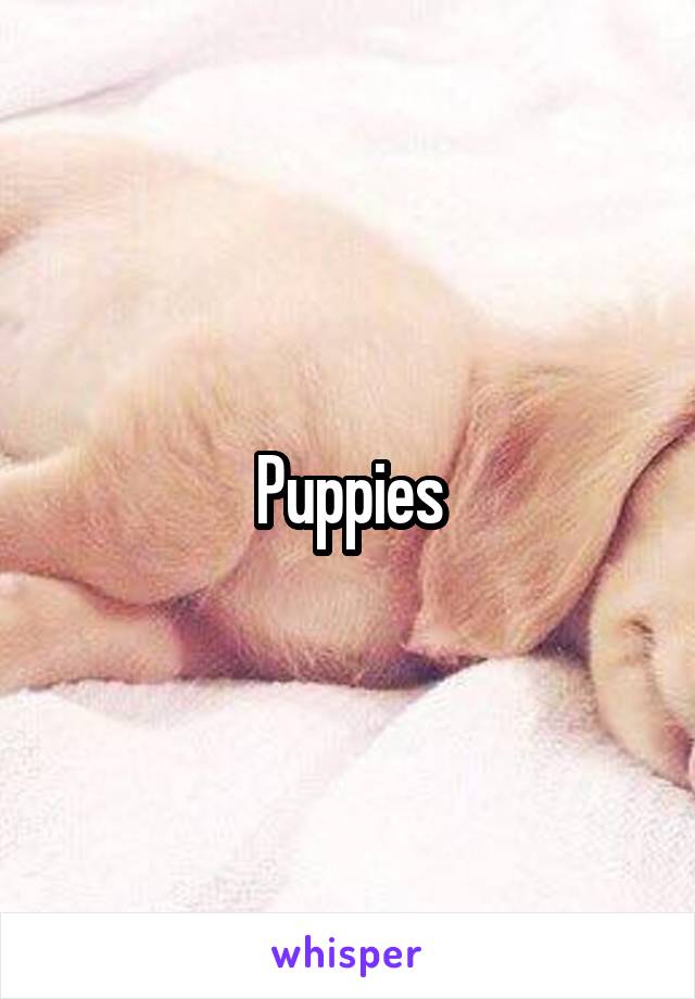 Puppies