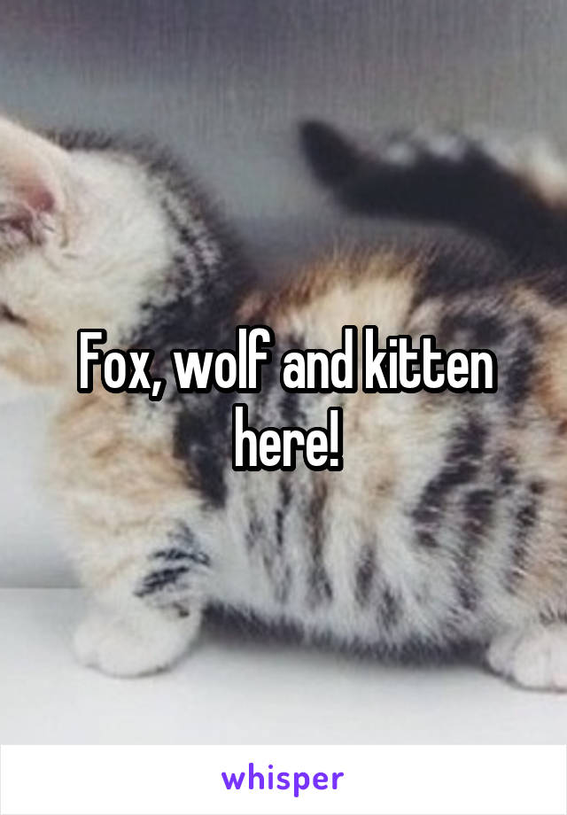 Fox, wolf and kitten here!