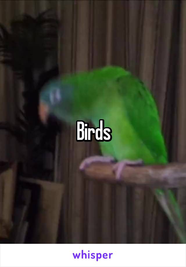 Birds