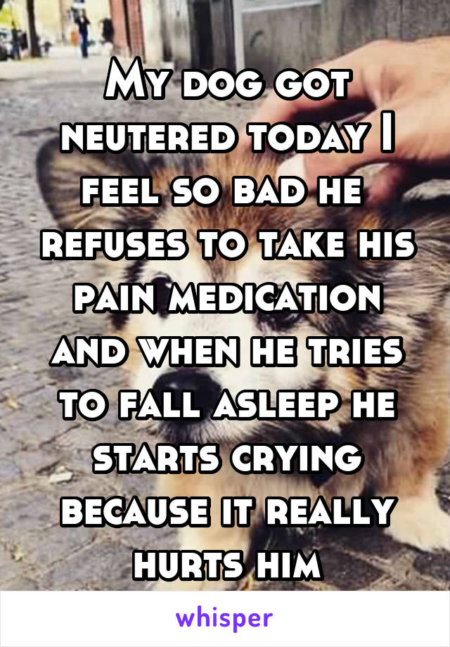 My dog got neutered today I feel so bad he  refuses to take his pain medication and when he tries to fall asleep he starts crying because it really hurts him