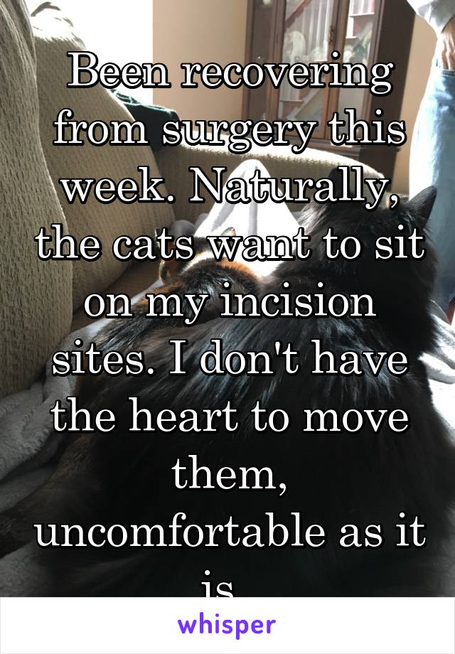 Been recovering from surgery this week. Naturally, the cats want to sit on my incision sites. I don't have the heart to move them, uncomfortable as it is. 