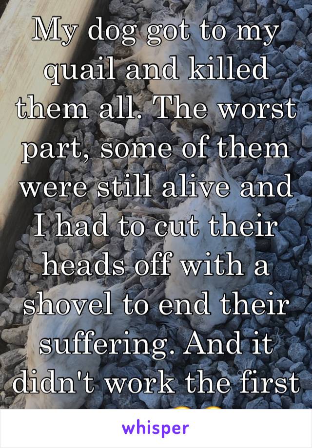 My dog got to my quail and killed them all. The worst part, some of them were still alive and I had to cut their heads off with a shovel to end their suffering. And it didn't work the first time. 😭😔