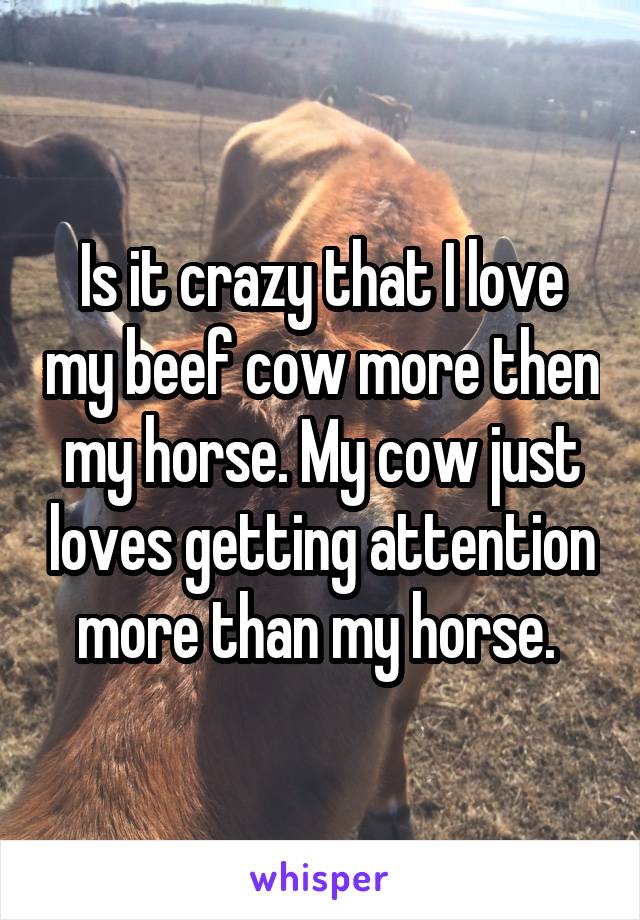 Is it crazy that I love my beef cow more then my horse. My cow just loves getting attention more than my horse. 