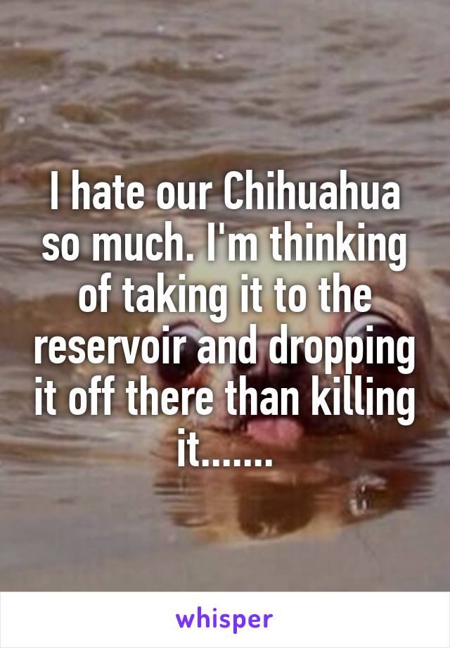 I hate our Chihuahua so much. I'm thinking of taking it to the reservoir and dropping it off there than killing it.......