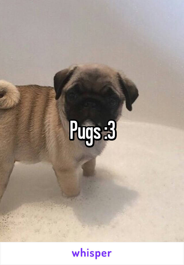 Pugs :3