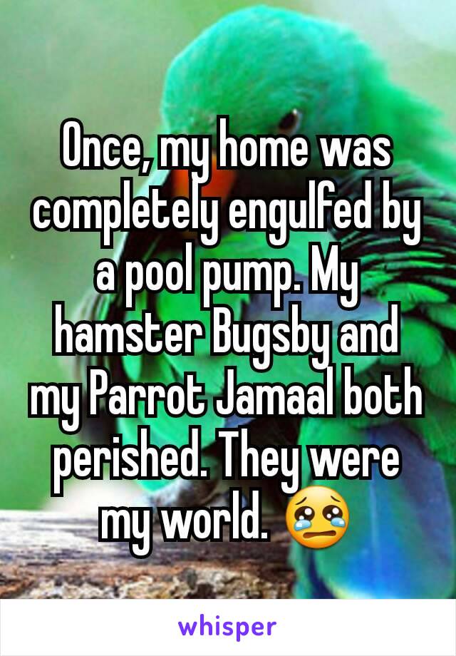 Once, my home was completely engulfed by a pool pump. My hamster Bugsby and my Parrot Jamaal both perished. They were my world. 😢