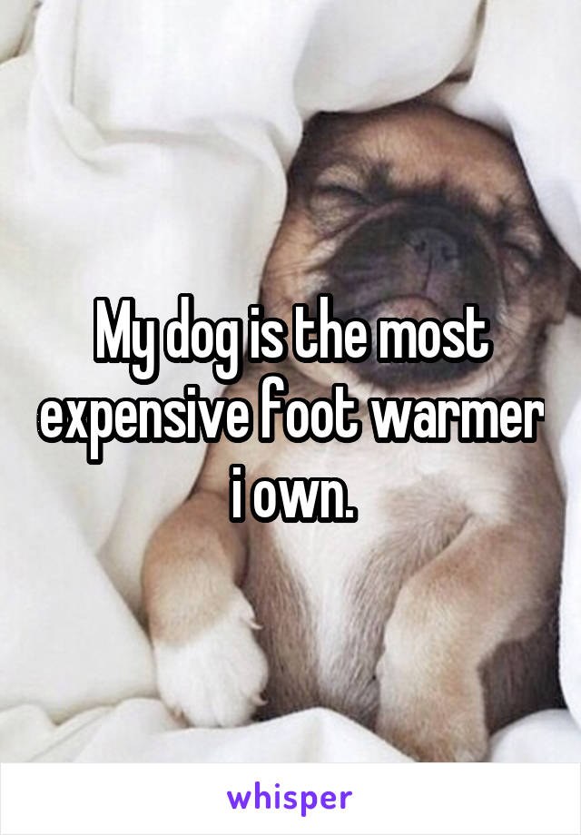 My dog is the most expensive foot warmer i own.