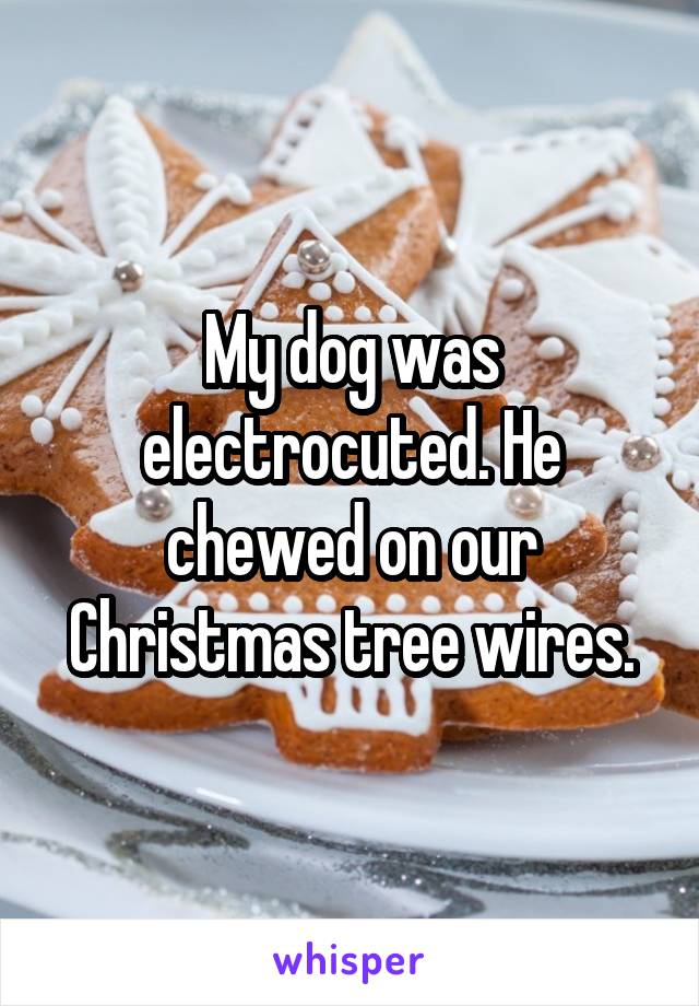 My dog was electrocuted. He chewed on our Christmas tree wires.