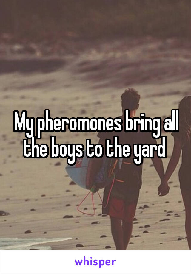 My pheromones bring all the boys to the yard 