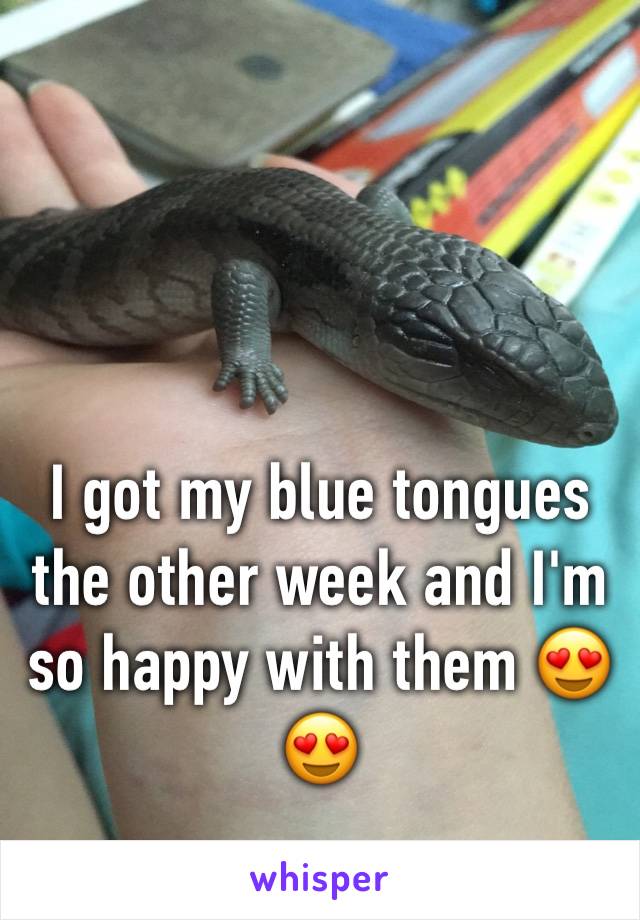 I got my blue tongues the other week and I'm so happy with them 😍😍
