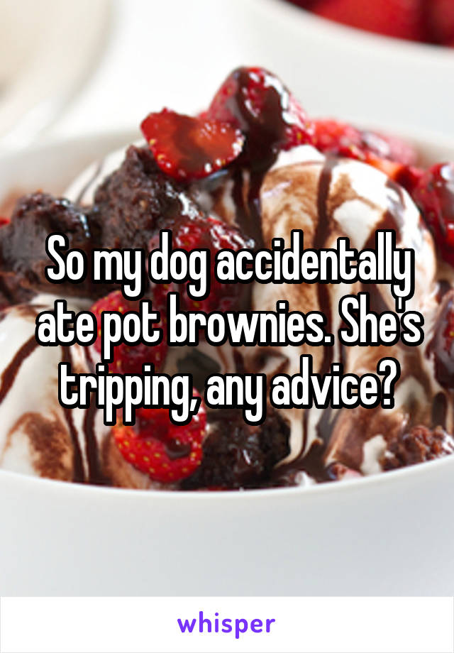 So my dog accidentally ate pot brownies. She's tripping, any advice?