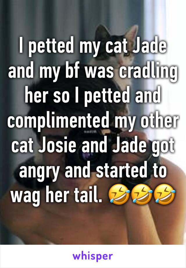 I petted my cat Jade and my bf was cradling her so I petted and complimented my other cat Josie and Jade got angry and started to wag her tail. 🤣🤣🤣